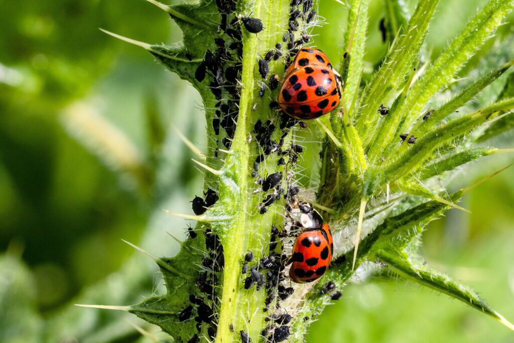 Natural Pest Control Methods